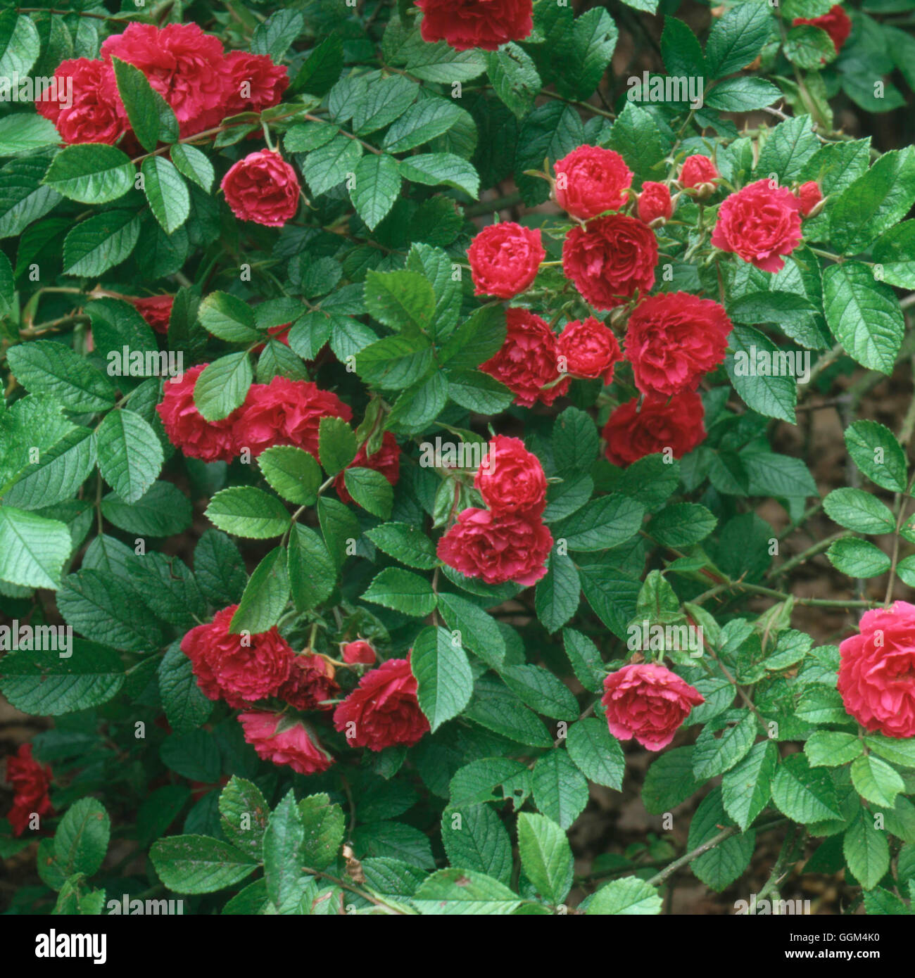 Rosa - `F J Grootendorst' (Hybrid Rugosa) (Shrub)   RSH042875 Stock Photo